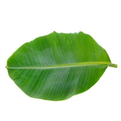 BANANA LEAVES