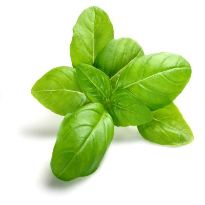 BASIL