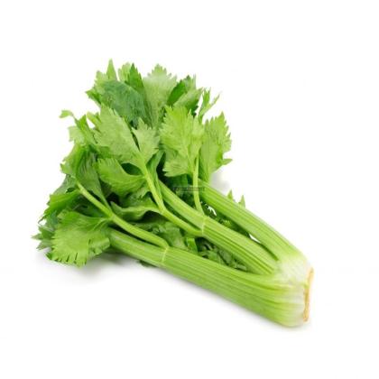 CELERY