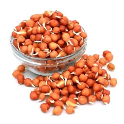 CHANA SPROUTS