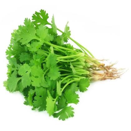 CORIANDER - DHANIYA