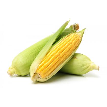 CORN - BHUTTA