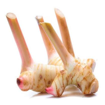 GALANGAL-THAI GINGER