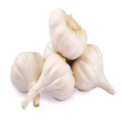 GARLIC DESI