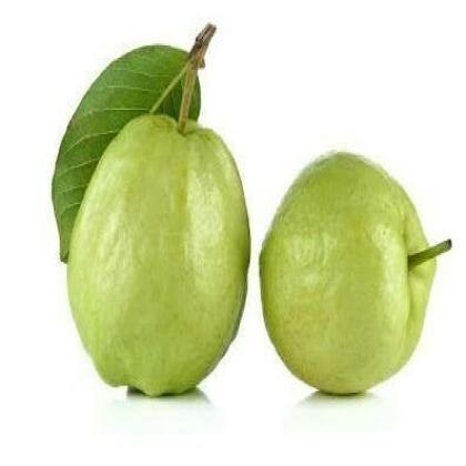 INDIAN GUAVA