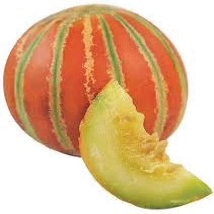 INDIAN MELON