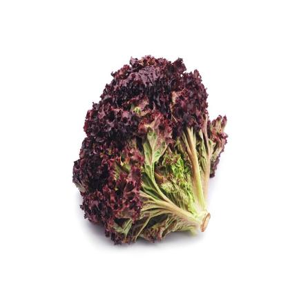 LETTUCE RED