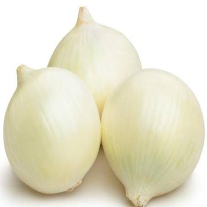 ONION WHITE