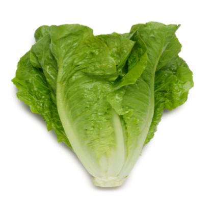 ROMAINE LETTUCE