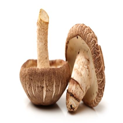 SHIITAKE MUSHROOM