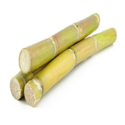 SUGAR CANE-STICKS